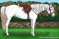 Horse Color:Chestnut Tobiano Appaloosa