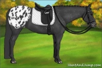 Horse Color:Black Appaloosa 