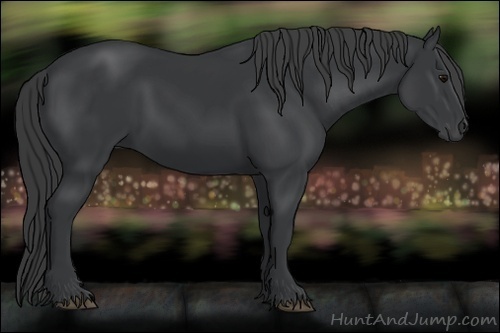 Horse Color:Unknown 