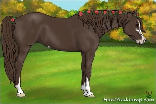 Horse Color:Liver Chestnut Sabino 