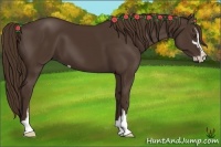 Horse Color:Liver Chestnut Sabino
