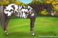 Horse Color:Liver Chestnut Sabino Appaloosa Rabicano