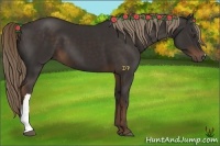 Horse Color:Liver Chestnut 