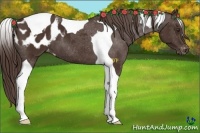 Horse Color:Liver Chestnut Tobiano Blanket
