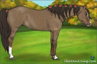 Horse Color:Liver Red Dun Sabino
