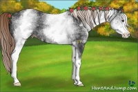 Horse Color:White Spotted Liver Chestnut Sabino 