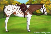 Horse Color:Bay Splash Appaloosa