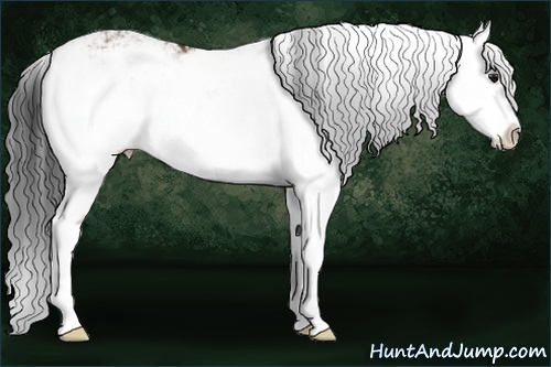 Horse Color:Brown Dun Sabino Splash 