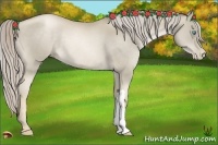 Horse Color:Chocolate Palomino Pearl Rabicano 