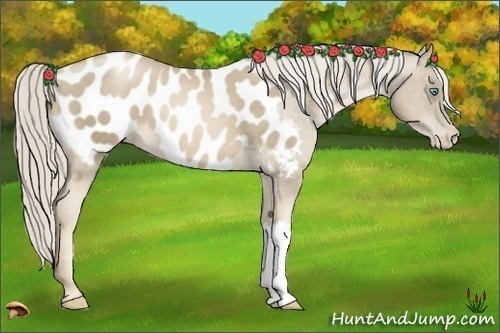 Horse Color:Chocolate Palomino Pearl Appaloosa 