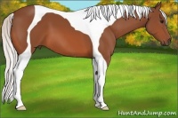 Horse Color:Silver Bay Tobiano 