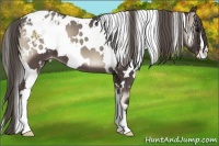 Horse Color:White Spotted Smoky Blue Onyx Appaloosa