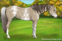 Horse Color:White Spotted Classic Cream Champagne Roan 