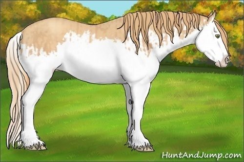 Horse Color:Gold Champagne Splash and Gold Champagne Splash