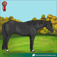 Horse Color:Black 