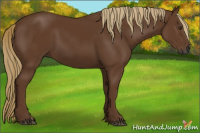 Horse Color:Gray Chestnut 