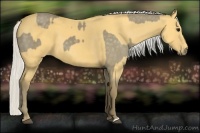 Horse Color:Silver Smoky Black and Silver Buckskin
