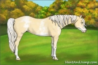 Horse Color:White Spotted Gold Cream Champagne 
