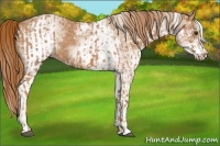 Horse Color:Chestnut  and White Spotted Chestnut 