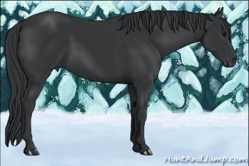 Horse Color:Black 