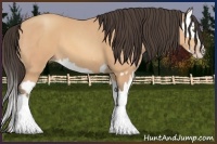 Horse Color:Amber Champagne  and Amber Champagne Splash 
