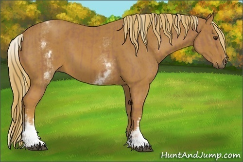 Horse Color:Chestnut and White Spotted Chestnut