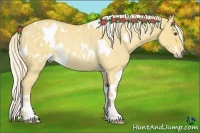 Horse Color:White Spotted Palomino Roan Dun Rabicano 
