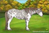 Horse Color:White Spotted Grullo Sabino Splash Varnish Rabicano