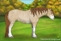 Horse Color:Red Dun Roan Sabino Rabicano