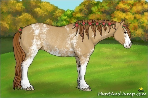 Horse Color:White Spotted Red Dun Sabino Rabicano