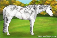 Horse Color:Brown Sabino