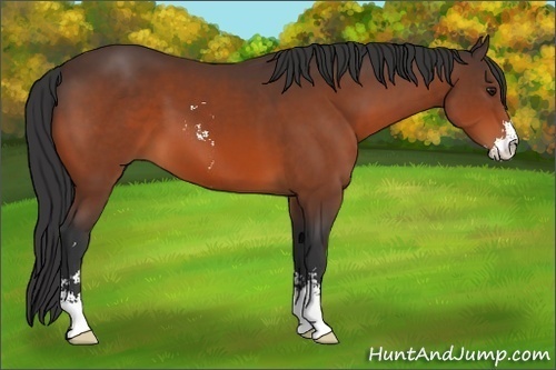 Horse Color:Brown Sabino