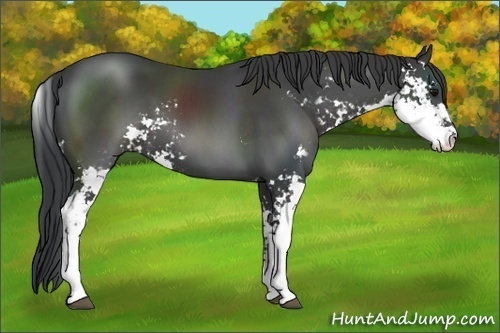 Horse Color:Black Sabino 