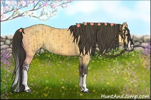 Horse Color:Buckskin  and Buckskin Splash 