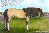 Horse Color:Buckskin  and Buckskin Splash 