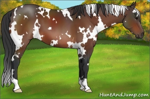 Horse Color:White Spotted Bay 