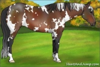 Horse Color:White Spotted Bay 