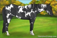 Horse Color:White Spotted Black