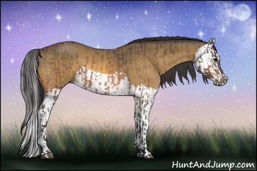 Horse Color:Buckskin  and Buckskin Splash 