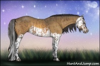 Horse Color:Buckskin  and Buckskin Splash 