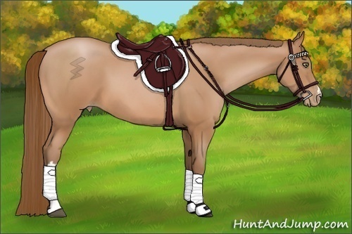 Horse Color:Bay Pearl 