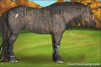 Horse Color:Liver Red Dun  and Grullo 