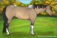 Horse Color:Buckskin Roan Dun Tobiano 