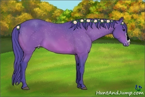 Horse Color:Watercolor Bay Appaloosa 