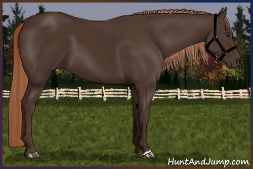 Horse Color:Liver Chestnut 