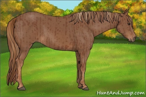 Horse Color:Chestnut  and Chestnut 
