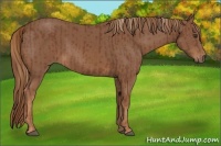Horse Color:Chestnut  and Chestnut 