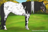 Horse Color:White Spotted Brown Appaloosa Rabicano 