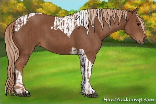 Horse Color:Chestnut  and Chestnut Tobiano 