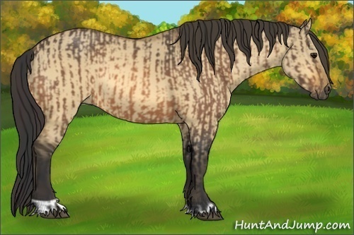 Horse Color:Buckskin and Buckskin Dun